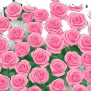 Rosas sticker