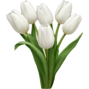 white tulips  sticker