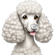 Elegant poodle sticker
