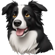 border collie sticker