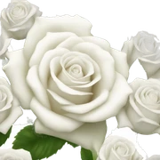 white roses sticker