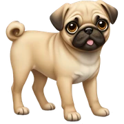 Fawn pug puppy standing  sticker