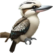 kookaburra sticker