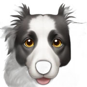 Border collie dog sticker