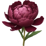 Burgundy peonie  sticker
