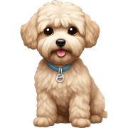 maltipoo sticker