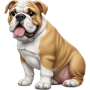 english bulldog  sticker