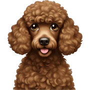 brown poodle sticker