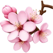 Cherry blossom sticker