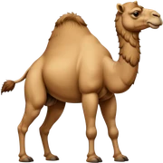 Camel sticker