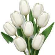 White tulips sticker