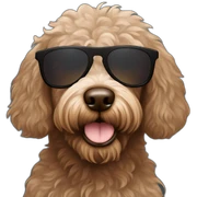 Phantom / Brown colored Labradoodle with sunglasses sticker