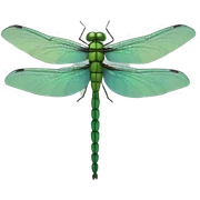 Dragonfly sticker