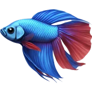 Betta  sticker