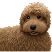 fluffy dog behind curtains sticker