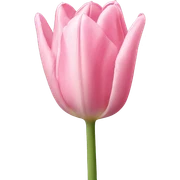 light pink tulip sticker