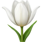 white tulip sticker