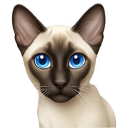 siamese blue eyes sticker