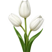 White tulips  sticker