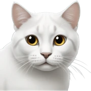 Gato blanco con negro sticker