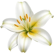 Lily flower sticker