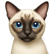 Siamese cat sticker