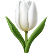 White tulip sticker