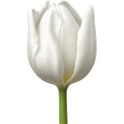 white tulip sticker