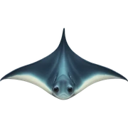 manta ray sticker