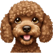 Brown toy poodle sticker