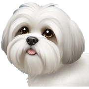 White shih tzu  sticker