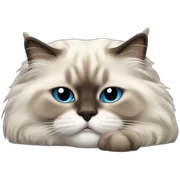 Sleeping himalayan ragdoll cat sticker