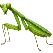 Praying mantis sticker