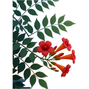 Realistic circular image (no white border): Campsis (tubular red‑orange ...