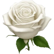 White rose  sticker