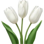 White tulips sticker
