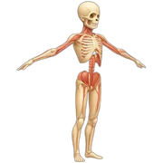 anatomy body sticker