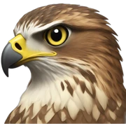 Hawk sticker