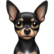 Black chihuahua  sticker