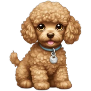 Toy poodle puppy sticker