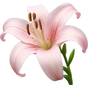 light pink lilium sticker