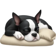 Boston terrier sleeping sticker