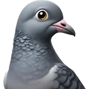 Pigeon sticker