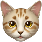 Cat 3 colour sticker