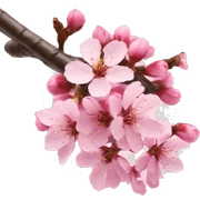 Cherry blossom sticker