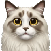 ragdoll cat sticker