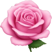 Pink rose  sticker