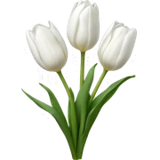 White tulips  sticker