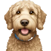 Labradoodle  sticker