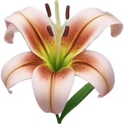 lily  sticker